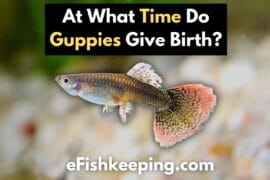 At What Time Do Guppies Give Birth? (A Must-Read Guide!) - eFishkeeping