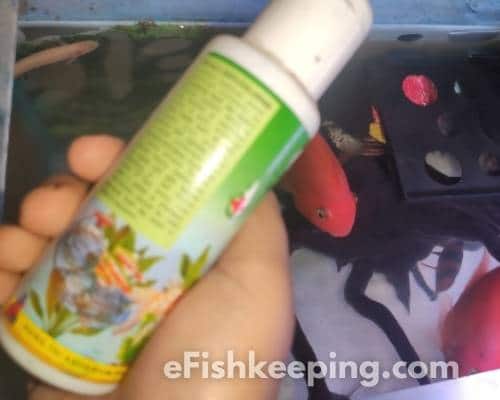 how-long-to-wait-to-put-fish-in-tank-after-conditioner