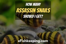 How Many Assassin Snails Should I Get? (Complete Guide!)
