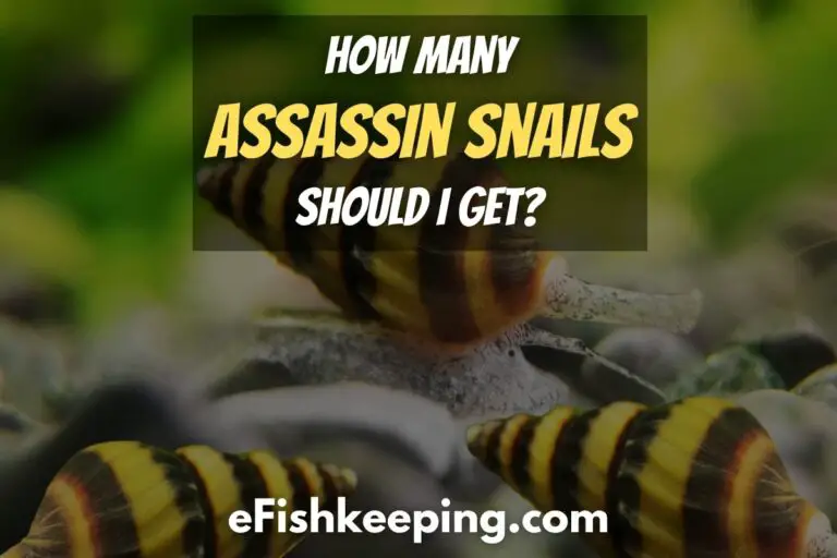 How Many Assassin Snails Should I Get? Guide!) eFishkeeping