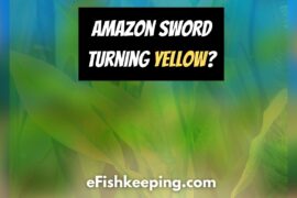 Amazon Sword Turning Yellow? 8 Possible Reasons (& Cure!)