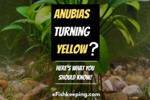 Anubias Turning Yellow? (7 Reasons + Top 5 Must-Know Cures!)