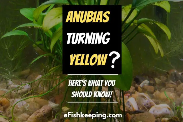 anubias-turning-yellow