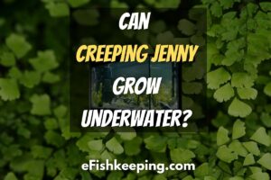 Can Creeping Jenny Grow Underwater? (All You Need To Know!)