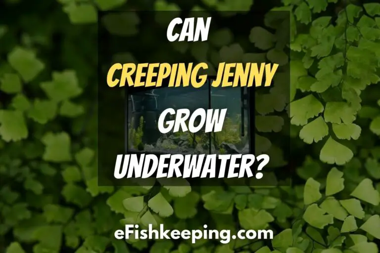can-creeping-jenny-grow-underwater
