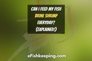 Can I Feed My Fish Brine Shrimp Everyday? (Explained!)