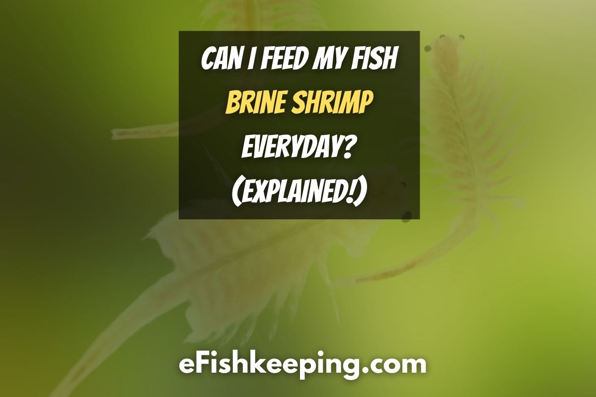 can-i-feed-my-fish-brine-shrimp-everyday