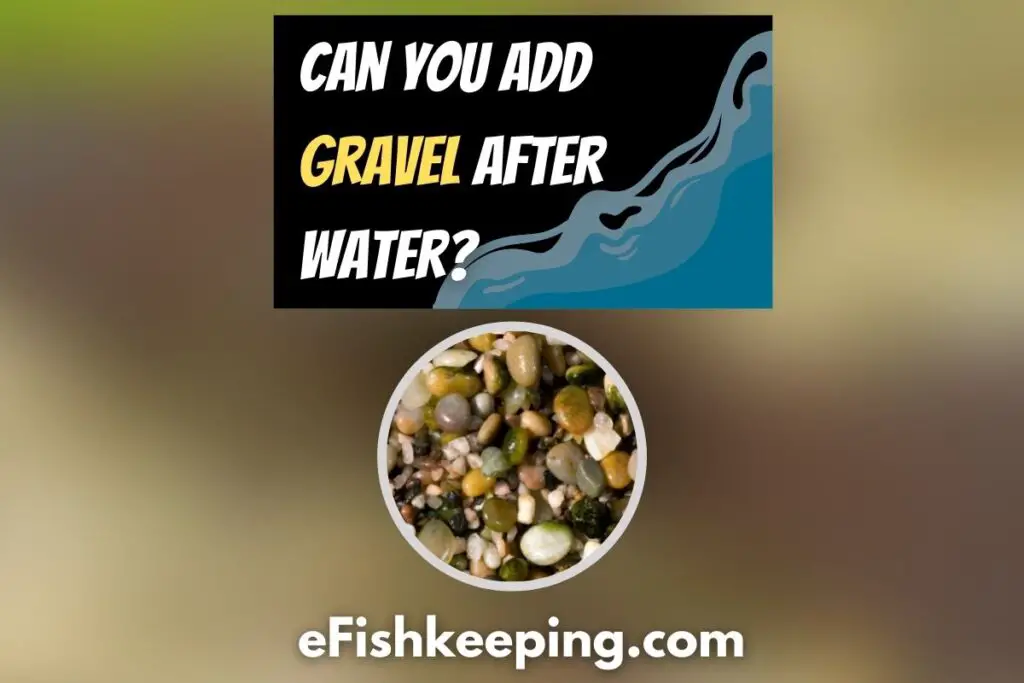 can-you-add-gravel-after-water