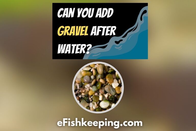 can-you-add-gravel-after-water