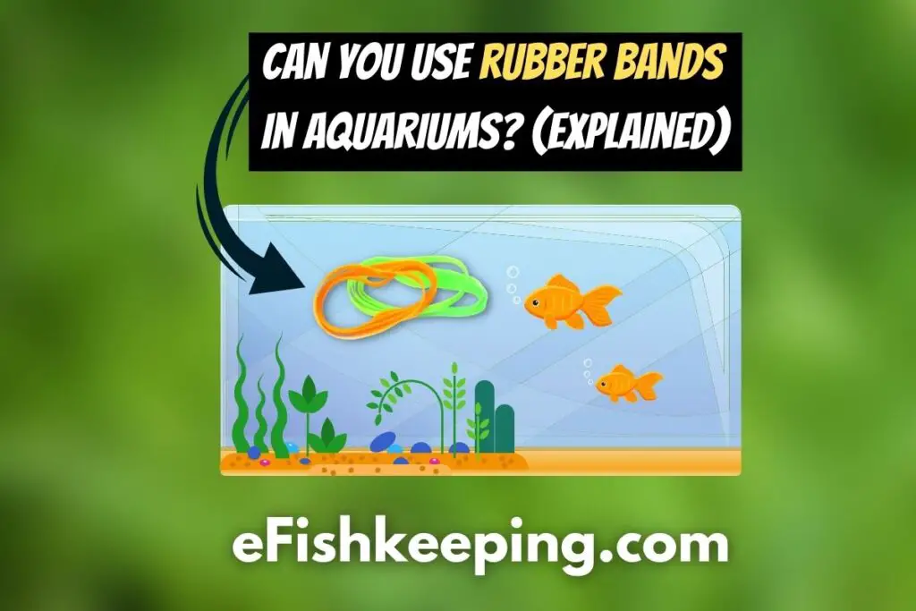 Rubber Bands In Aquariums? (7 Things You Should Know!) eFishkeeping