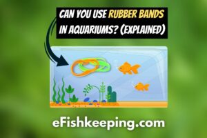 Rubber Bands In Aquariums? (7 Things You Should Know!)
