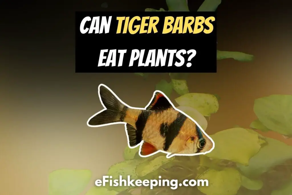 Can Tiger Barbs Eat Plants? (Fully Explained!)