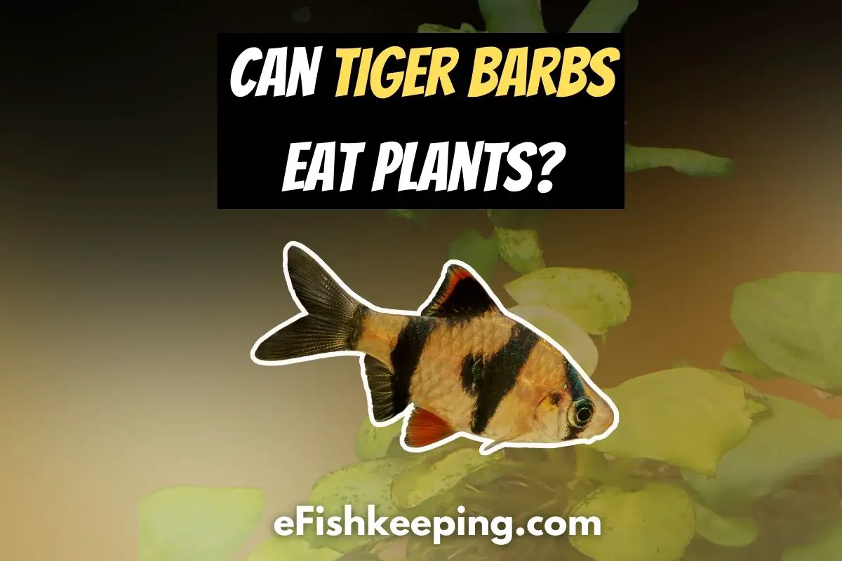 Can Tiger Barbs Eat Plants? (Fully Explained!) - eFishkeeping
