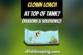 Clown Loach At Top Of Tank? (Possible Reasons & Solutions!)