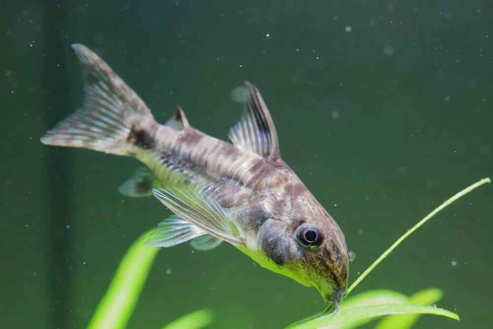 do-corydoras-eat-plants