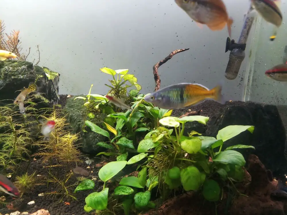 anubias-plant-in-aquarium