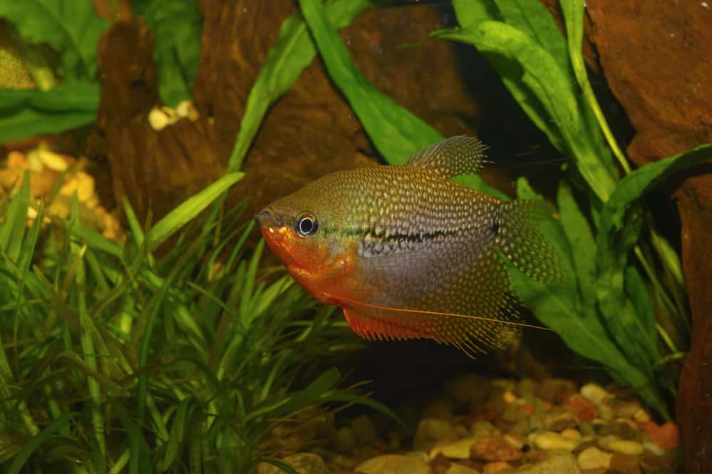 pearl-gourami