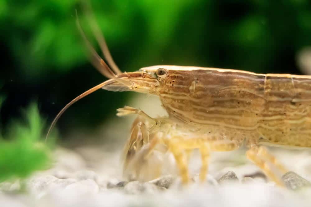 do-bamboo-shrimp-play-dead