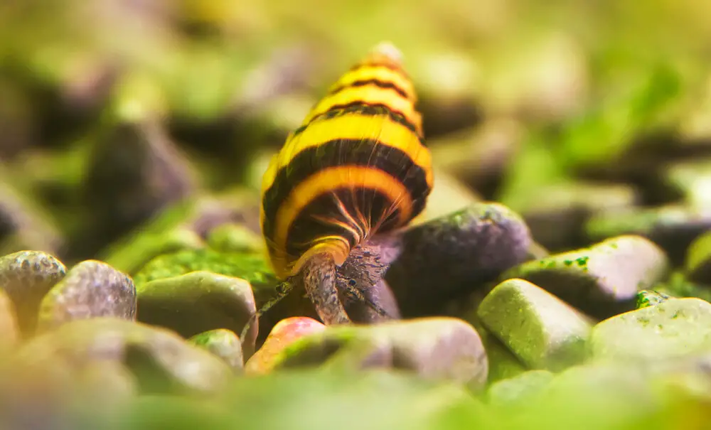 how-many-assassin-snail-should-I-get