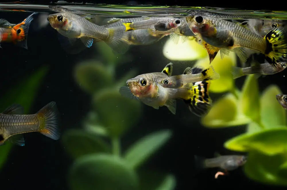 multiple-guppies-in-a-tank