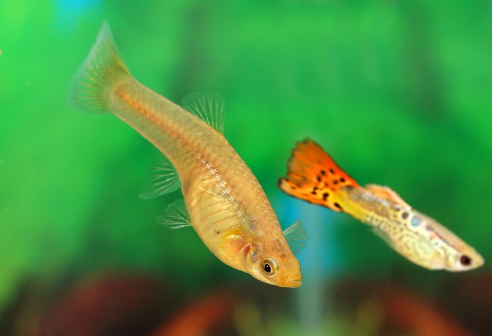 do-male-guppies-need-females