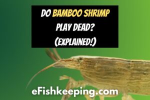 Do Bamboo Shrimp Play Dead? (Reasons + How To Determine!)
