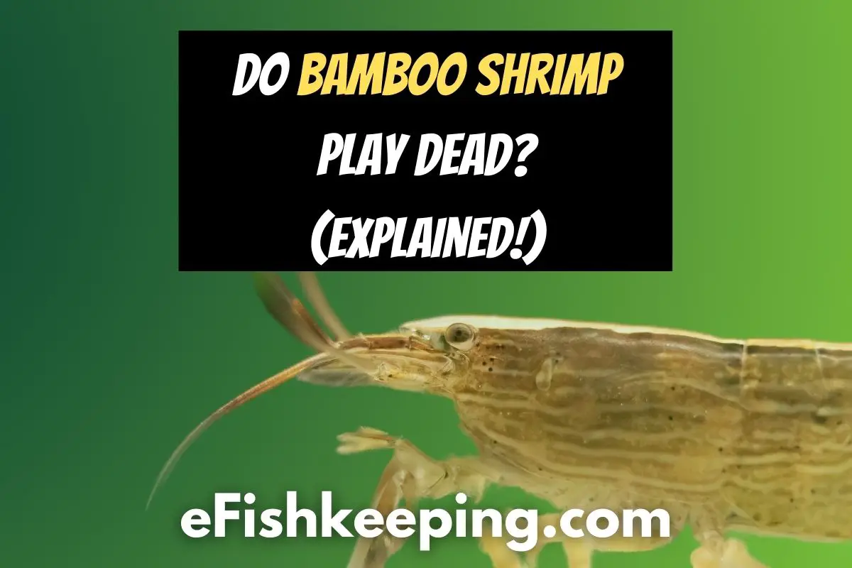 do-bamboo-shrimp-play-dead