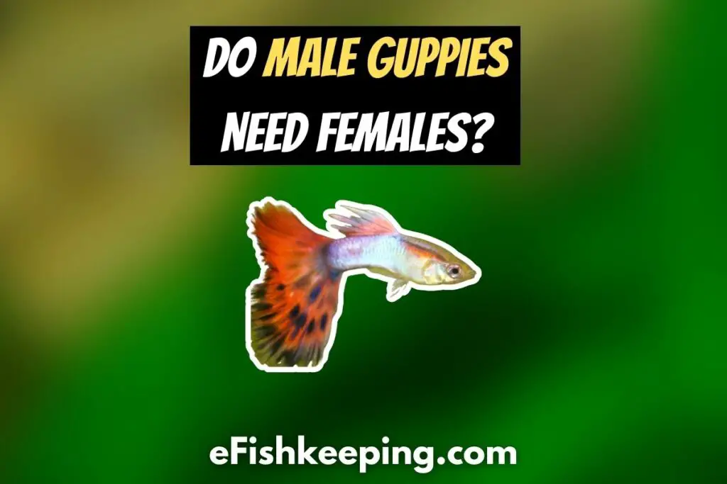 Do Male Guppies Need Females? (Everything You Need To Know!)