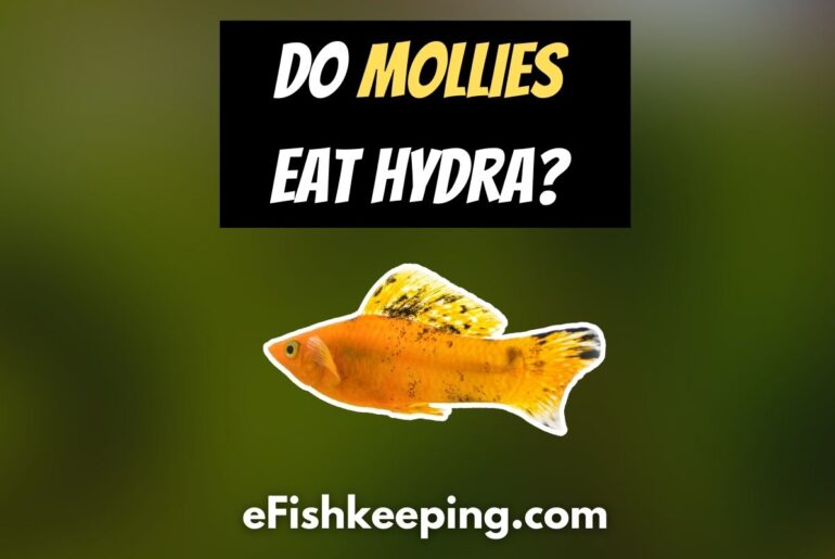 Will Mollies Eat Guppy Fry? (+Top 3 Prevention Tips!) eFishkeeping