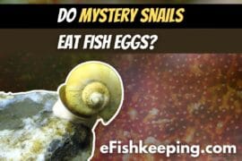 Do Mystery Snails Eat Fish Eggs? (Everything Explained!)