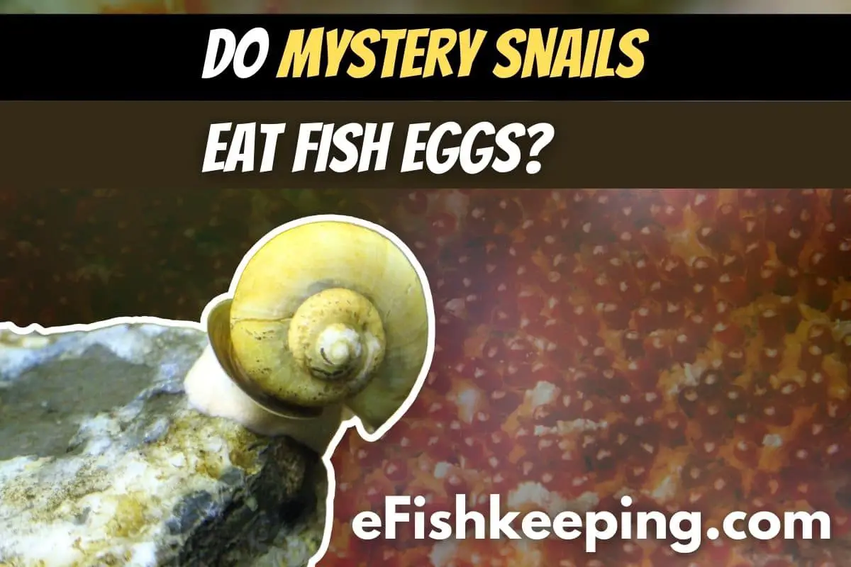 Do Mystery Snails Eat Fish Eggs? (Everything Explained!) - eFishkeeping