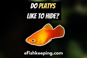 Do Platys Like To Hide? (A Complete Guide!)