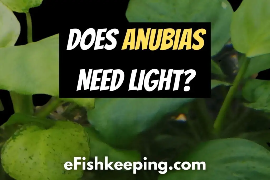 Does Anubias Need Light? (5 Things You Need To Know!)