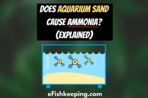 does-aquarium-sand-cause-ammonia