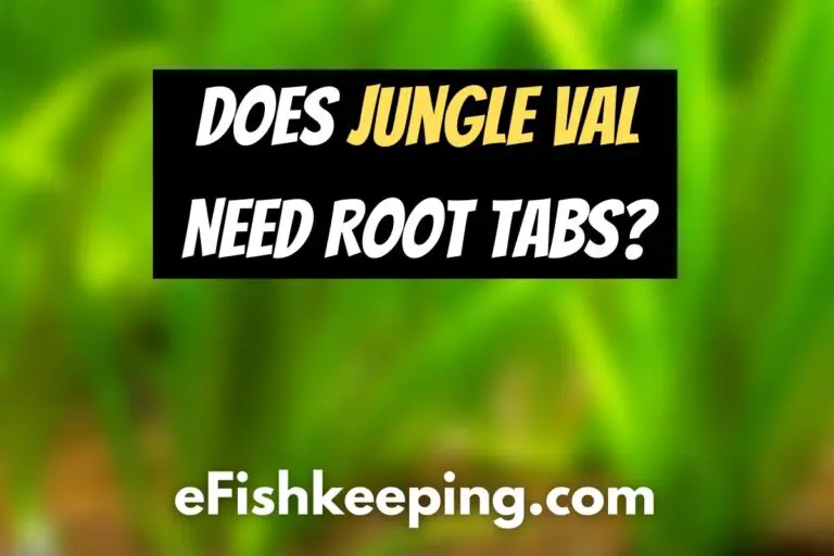 does-jungle-val-need-root-tabs