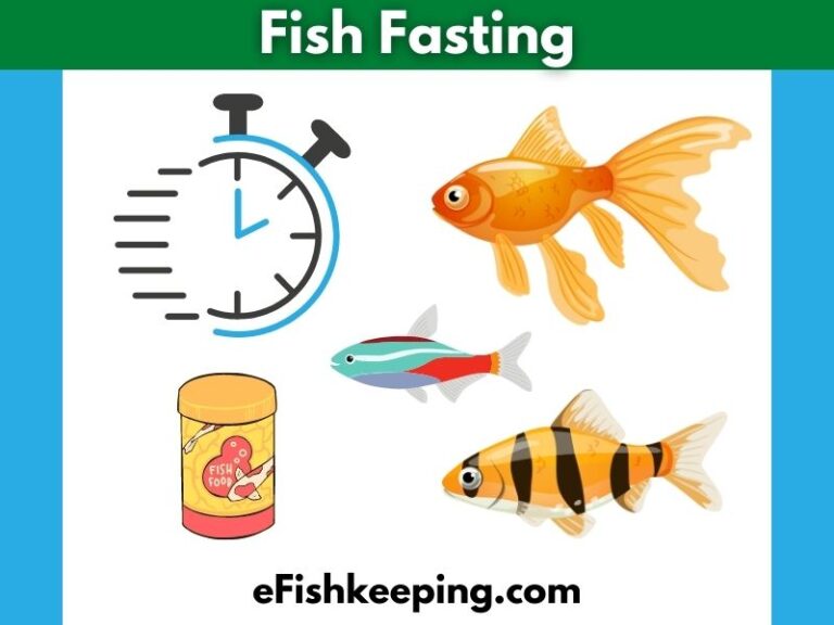 Fish Fasting 101: Everything You Need to Know! – eFishkeeping