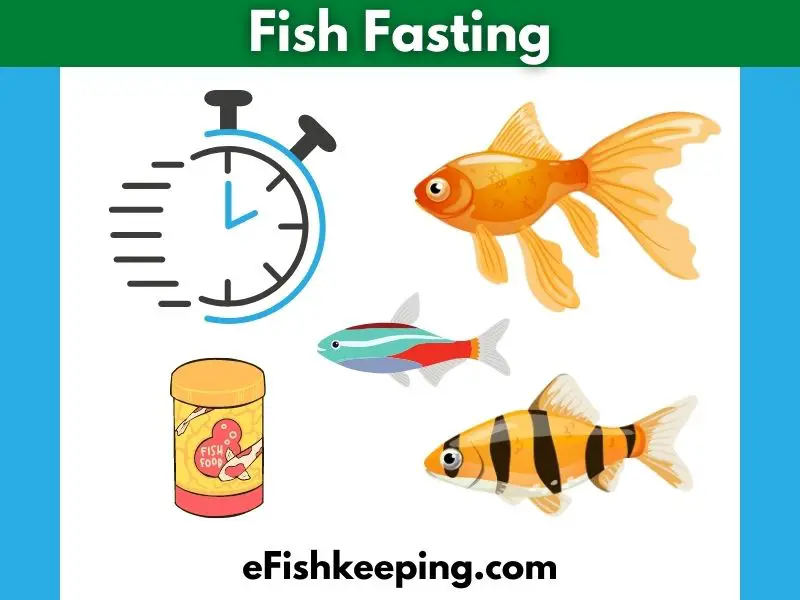 fish-fasting