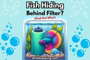 fish-hiding-behind-filter
