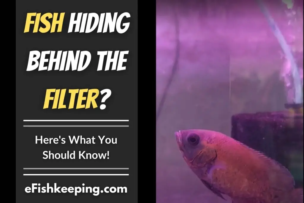 Fish Hiding Behind The Filter? (8 Reasons +Top 4 Solutions!)