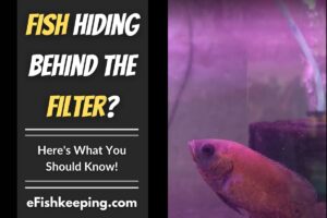 why-is-my-fish-hiding-behind-the-filter