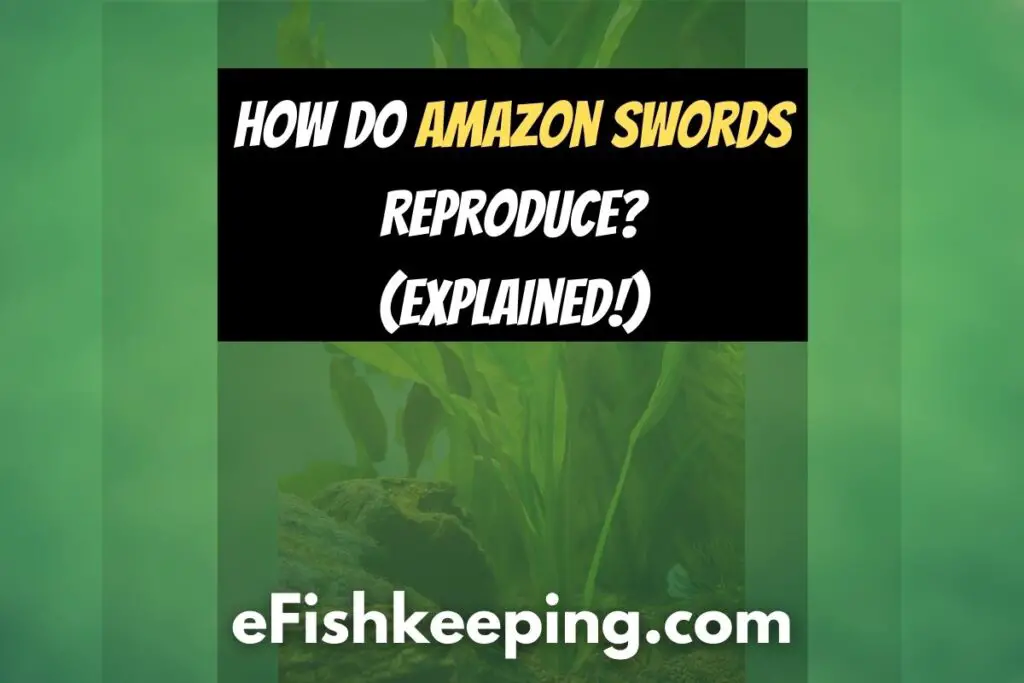 Amazon Sword Turning Yellow? 8 Possible Reasons (& Cure!) eFishkeeping