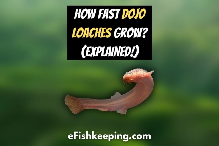 how-fast-do-dojo-loaches-grow