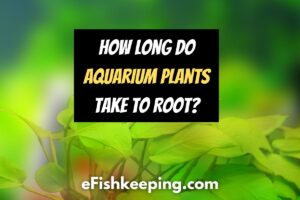 How Long Do Aquarium Plants Take to Root? (7 Things To Know!)