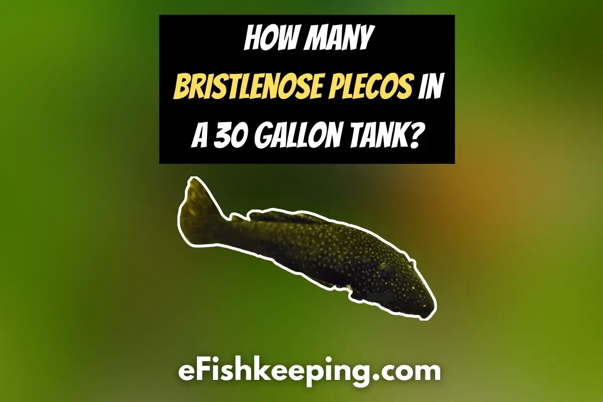 Explained: How Many Bristlenose Plecos In A 30 Gallon Tank? – eFishkeeping