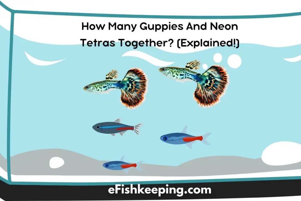 How Many Babies Do Guppies Have? (+8 Things To Know!) eFishkeeping