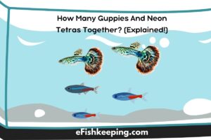 How Many Guppies And Neon Tetras Together? (Explained!)