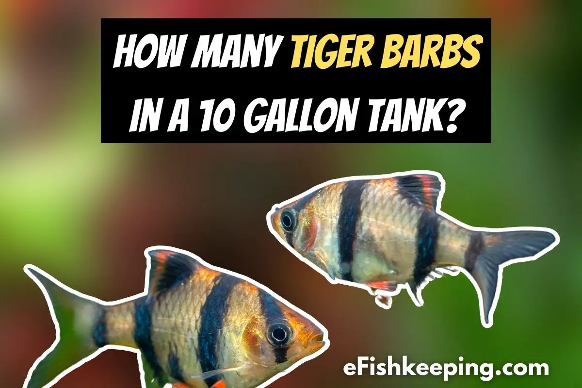 how-many-tiger-barbs-in-a-10-gallon-tank