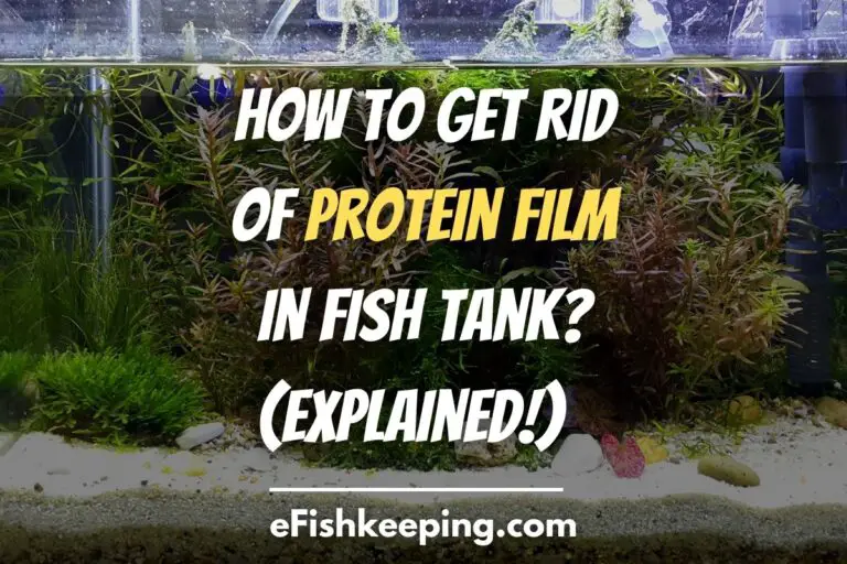 how-to-get-rid-of-protein-film-in-fish-tank