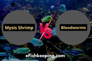 Mysis Shrimp Vs Bloodworms: All You Should Know!
