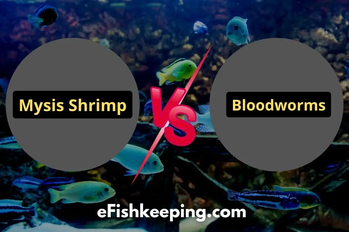 mysis-shrimp-vs-bloodworms